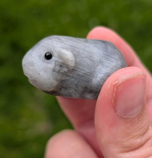 Labradorite Guineapig