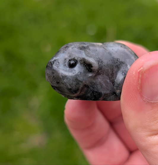 Larvikite Guineapig